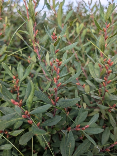 bog myrtle