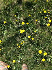 Taraxacum officinale