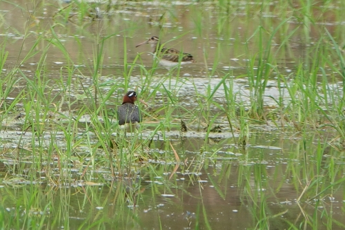 iNaturalist image