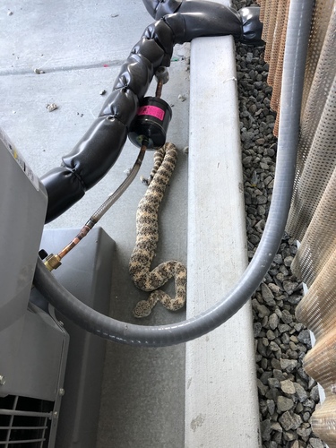 iNaturalist observation photo of Southwestern Speckled Rattlesnake