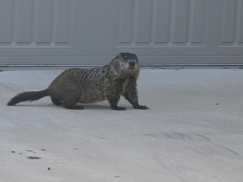 Groundhog