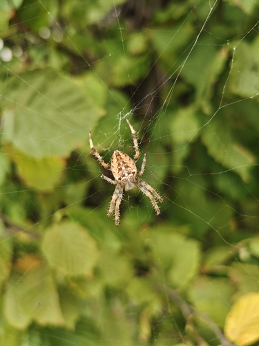 Cross Orbweaver