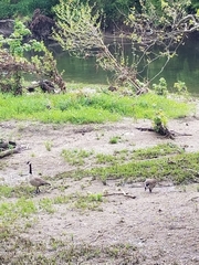 Branta canadensis