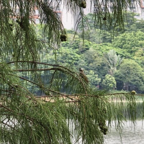Light-vented Bulbul