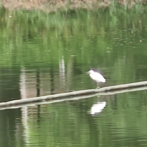 Eastern Cattle-Egret