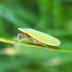 Draeculacephala constricta