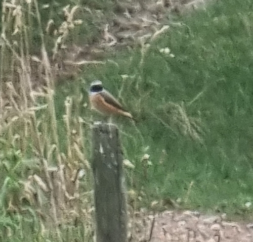 Common Redstart