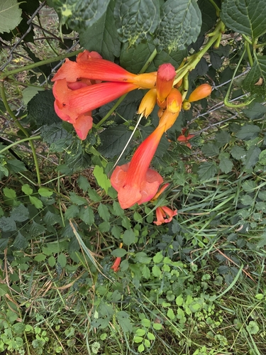 American trumpet vine
