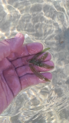 halophila seagrass