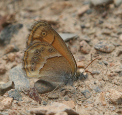 Coenonympha saadi