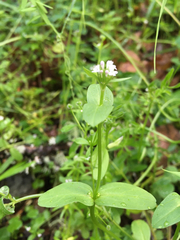 Plectritis macrocera