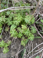 Geranium macrorrhizum
