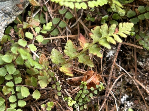 Woodsia alpina, 2026-09-07