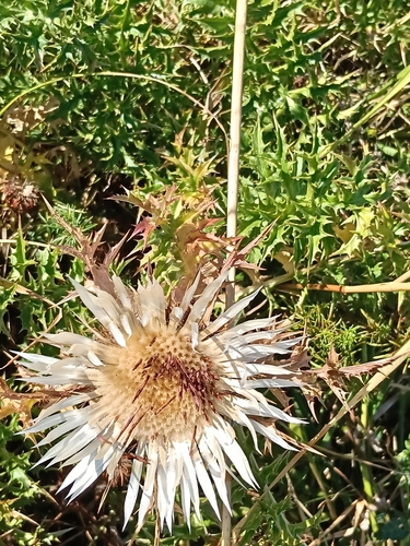 Silver Thistle