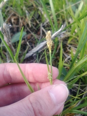 Carex meadii