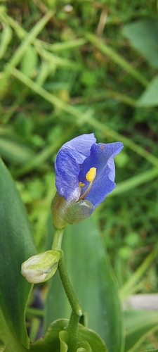 Commelina obliqua observed 2026-09-07