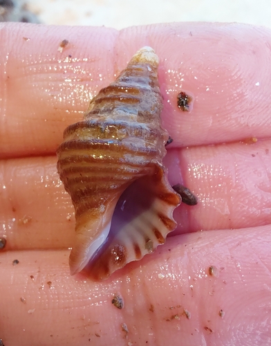 Neptunea decemcostata observed 2026-09-04
