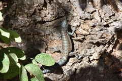 Urosaurus auriculatus
