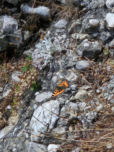 Small Tortoiseshell