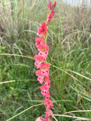 Gladiolus crassifolius, photograph (c) Justin Ponder, some rights reserved (CC BY)