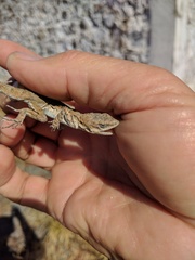 Urosaurus auriculatus