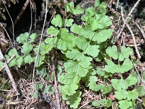 Woodsia alpina, 2026-08-29