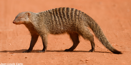 Banded Mongoose