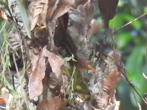Garritornis isidorei observed 2026-09-03