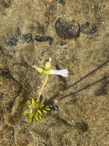 Lobelia dortmanna, photograph 2
