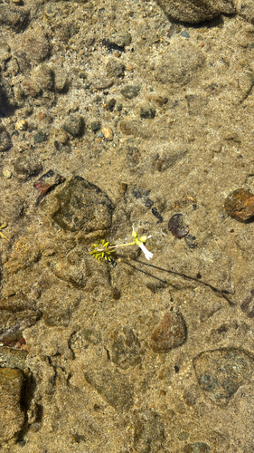 Lobelia dortmanna, photograph 1