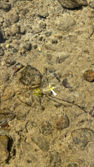 Lobelia dortmanna