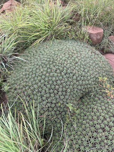 Euphorbia pulvinata, photograph 1