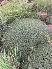 Euphorbia pulvinata