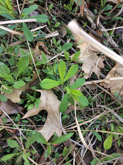 Baptisia tinctoria