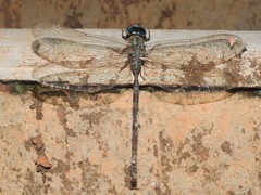 Gynacantha dravida