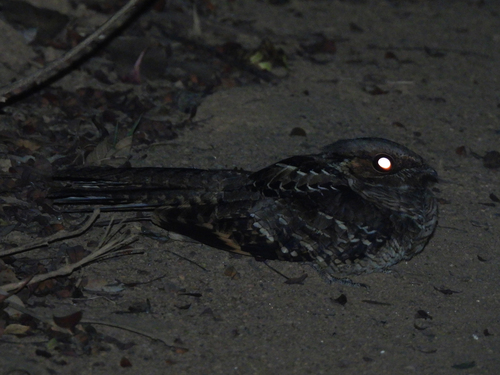 Common Pauraque