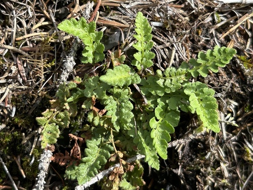 Woodsia alpina, 2026-08-29