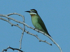 Merops superciliosus