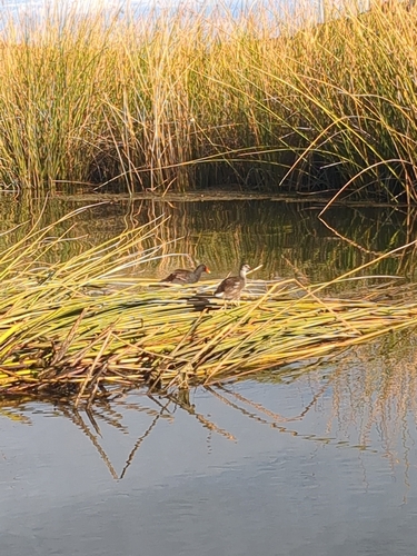 Common Gallinule