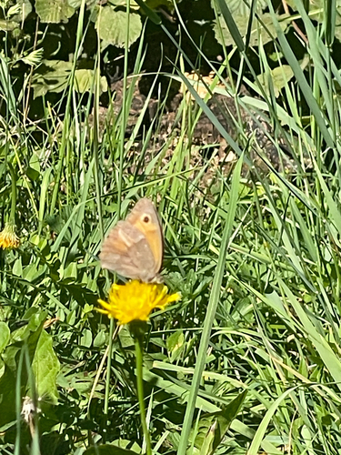 Meadow Brown