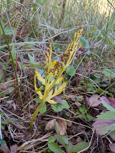 Botrychium matricariifolium, 2026-09-06