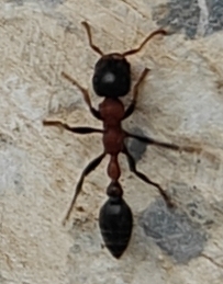 Arboreal Bicolored Slender Ant