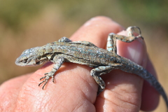 Urosaurus auriculatus