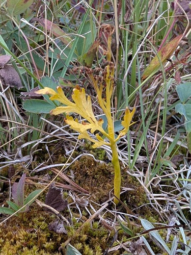 Botrychium matricariifolium, 2026-09-06