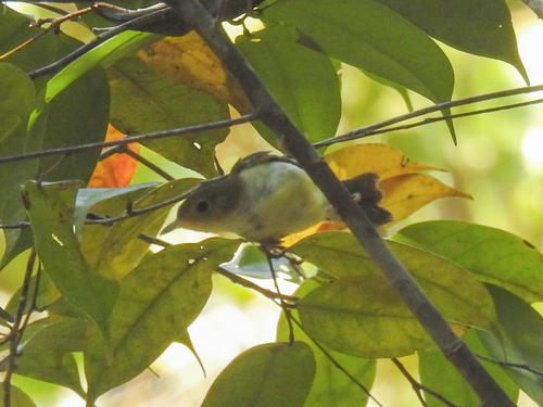 Gerygone chrysogaster, 2026-09-02