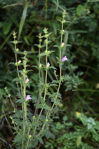 Phtheirospermum japonicum