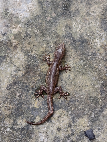 Asian House Gecko