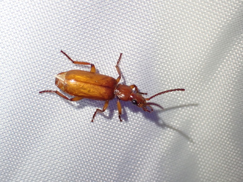 Flat-horned Ground Beetles