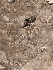 Euphydryas chalcedona chalcedona