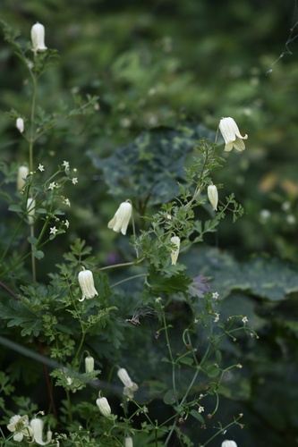 Clematis aethusifolia